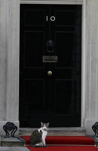 英国首相府的"公务猫"拉里